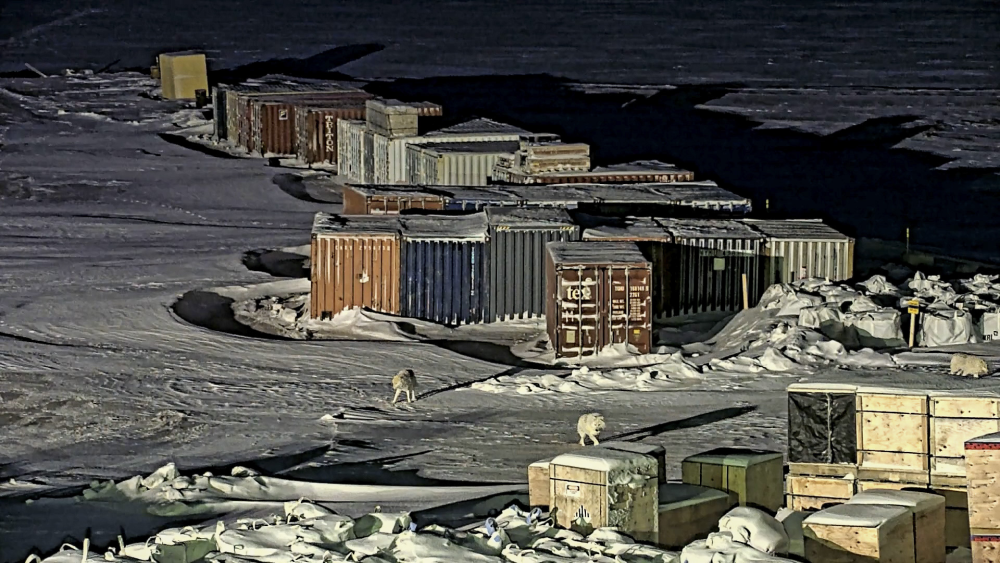 arctic wolves run between shipping containers in a snowwy landscape arctic wolves run between shipping containers in a snowwy landscape